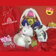 Profile for Conejos Belier, cabeza de leon, rex y minilop Cali