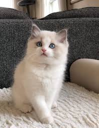 she needs a name! blue boston! ♥️💕♥️