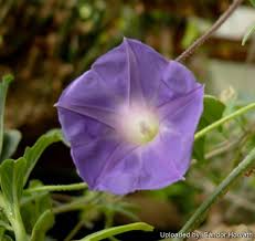 Image result for Ipomoea transvaalensis