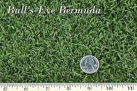 Maybe you would like to learn more about one of these? West Coast Turf Bull S Eye Bermuda Grass In Socal