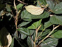 Image result for Macaranga schweinfurthii