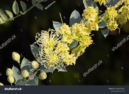 Image result for Maerua scandens