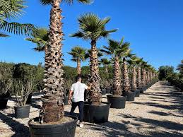 Image result for Washingtonia robusta