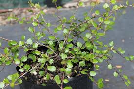 Care of angel vines angel vines are native to new zealand and hardy from zone 8a through 10a. Muehlenbeckia Complexa Tawapou