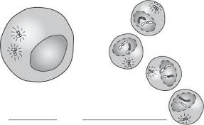 Learn vocabulary, terms and more with flashcards, games and other study tools. Bio 10 11 4 Meiosis Lesson Objectives Lesson Summary Pdf Free Download