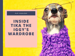 1430 публикаций 93.6k подписчиков 1372 подписок. Dog Clothes Forget Supermodels Tika The Pup Will Show You What Being Fashionable Is 10 Photos Here