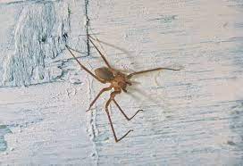 The brown recluse spider (loxosceles reclusa) lives up to its name because it prefers dark out of the way areas to live in your house. What Does A Brown Recluse Look Like Pictures And More