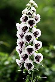 12 Amazing Flowers That Are Black And White Black And White Flowers White Flowers Garden Purple Flowers Garden