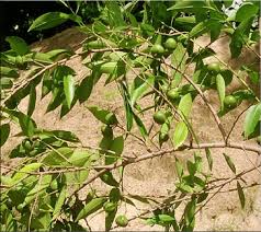 Image result for Excoecaria