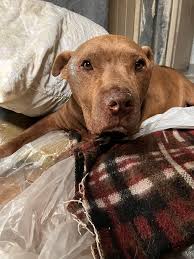 ALGUIEN PUEDE ??? ATENCION. OBA DURAZNO