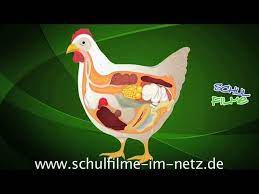 Seit wann hält der mensch hühner? Das Huhn Schulfilm Biologie Youtube