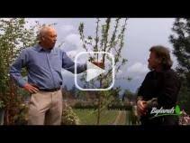 Clematis ( clematis viticella 'valour') clematis 'van gogh'. Hgtv Pinkie Pinstripe Clematis Clematis Vancouver Cotton Candy Bylands Nurseries Ltd