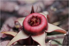 Image result for Huernia procumbens