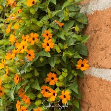 Image result for Thunbergia alata