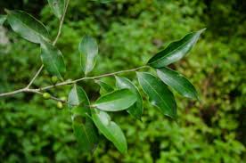 Image result for Diospyros abyssinica