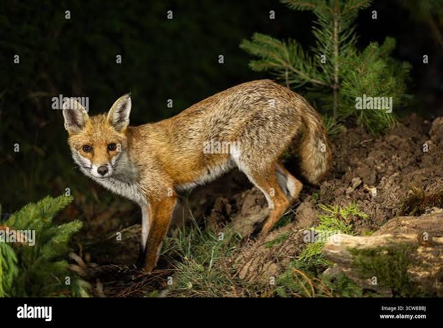 Fox hunting uk hi-res stock photography and images - Alamy