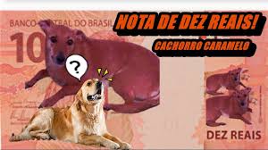 Roupa de frio para cachorro. Nota De Dez Com O Cachorro Caramelo Youtube