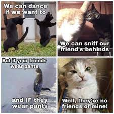 Your meme was successfully uploaded and it is now in moderation. We Can Dance If We Want To Funny Dance Memes Funny Cat Memes Cute Animals With Funny Captions