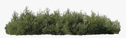 Bush Png Http Pluspng Com Img Png Bush Png Shrub Png Transparent Png Transparent Png Image Pngitem Please to search on share seekpng. bush png http pluspng com img