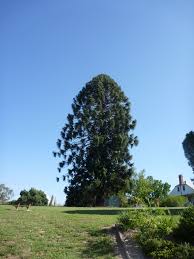 Image result for Araucaria bidwillii