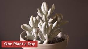 Image result for Caputia