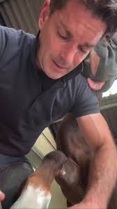 Funny Horse Voiceover Compilation