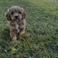 9 to 14 inches weight: Cavapoo Puppy For Adoption Facebook