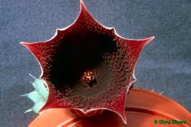 Image result for Huernia kirkii