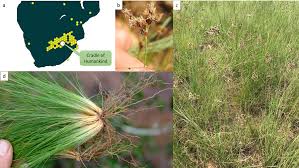 Image result for Cyperus margaritaceus