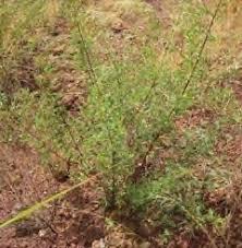 Image result for Indigofera erythrogramma