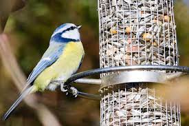 Sowie moderne, bunte, stehende und hängende #vogelhäuser mit silo, mit reetdach, die du für den. Praktische Tipps Zum Vogel Futtern Lbv Gemeinsam Bayerns Natur Schutzen