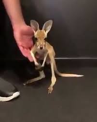 netter baby kanguru bestes bild club baby animal videos baby animals funny cute funny animals