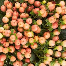 Image result for Hypericum