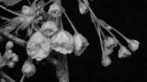 Check spelling or type a new query. Three Fold Utopian Dream Black And White Gif White Aesthetic Gif Black And White Aesthetic
