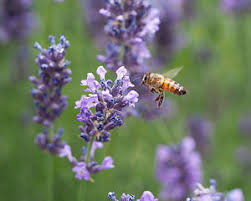 It not only keeps the flies away, it keeps everybody away. 6 Fly Repellent Plants You Should Have Around Your Home Plant Instructions