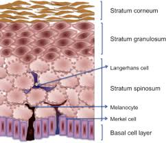 Histology, electron microscopy, biology, and histogenesis. Epidermis An Overview Sciencedirect Topics