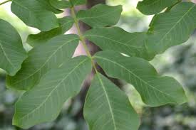 Image result for Juglans