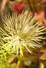 Image result for Subularia monticola