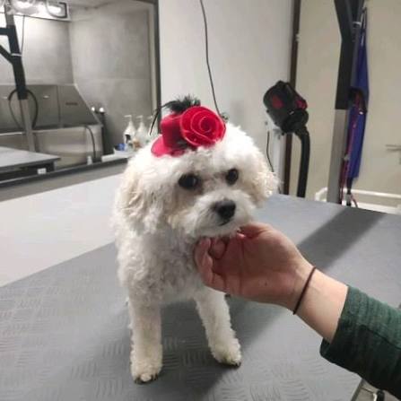 Cockapoo