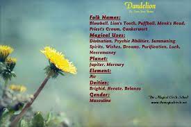 Dandelion Magical Properties The Magical Circle School Www Themagicalcircle Net Magic Herbs Magical Herbs Magickal Herbs