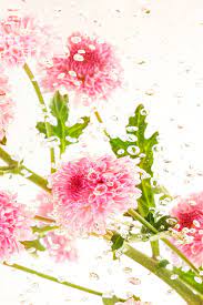 Pink Fresh Chrysanthemum Flowers And Leaves In Water With Air Bubbles Premium Image By Rawpixel Com Jira