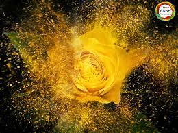 Yellow Rose Explosion Yellow Roses Explosion Natural Landmarks