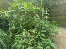 Image result for Vernonia amygdalina