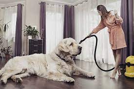 Hunde sind nicht gern allein. So Bleibt Ihre Wohnung Sauber Trotz Hund Helpling Blog