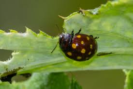 Image result for Berkheya bipinnatifida