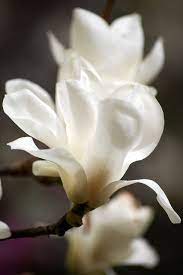 Magnolia Kobus Beautiful Flowers Magnolia Flower White Flowers