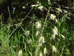 Image result for Lipocarpha nana