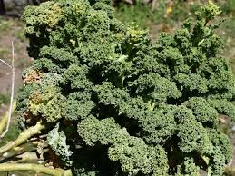 Image result for kadeřávek