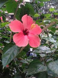 In Full Bloom Today The Shoeflower Garden Photography Flowers Bloom