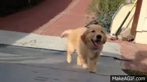 Large collection of the best gifs. Golden Retriever Gif Find On Gifer